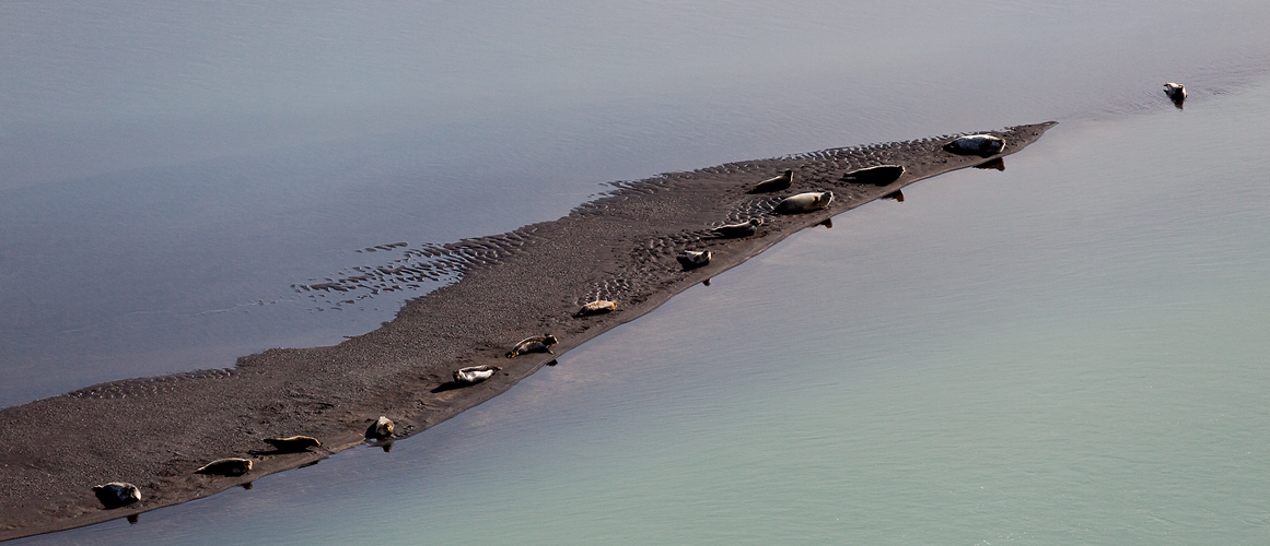 seals - Aerials Iceland #1016