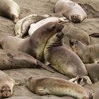 Seals along Pacific coast