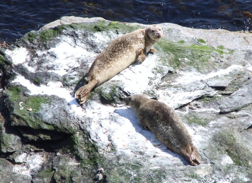 Seals at Fethaland Shetland