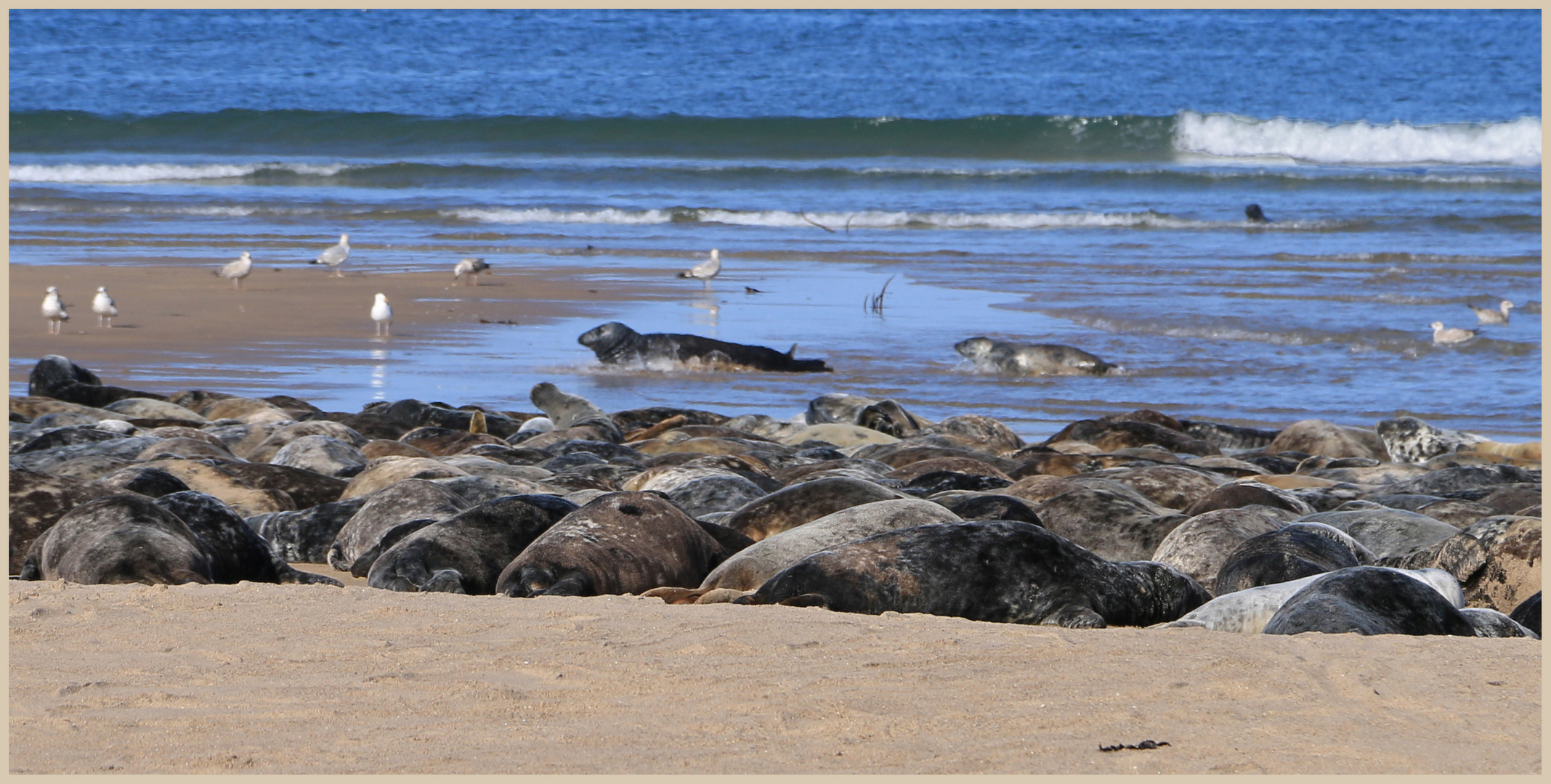 seals at guile point 5