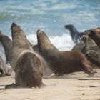 Seals in flight