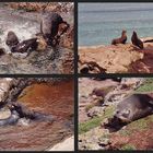 Seals in Neuseeland