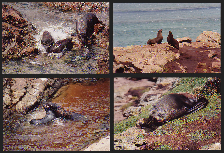 Seals in Neuseeland