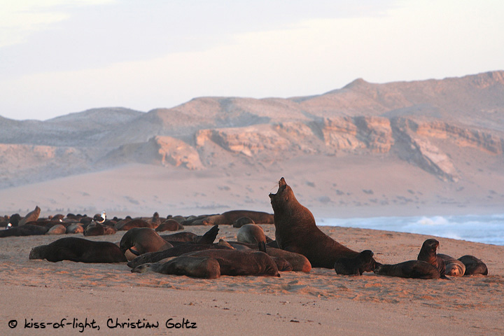 Seals in the Sperrgebiet