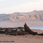 Seals in the Sperrgebiet