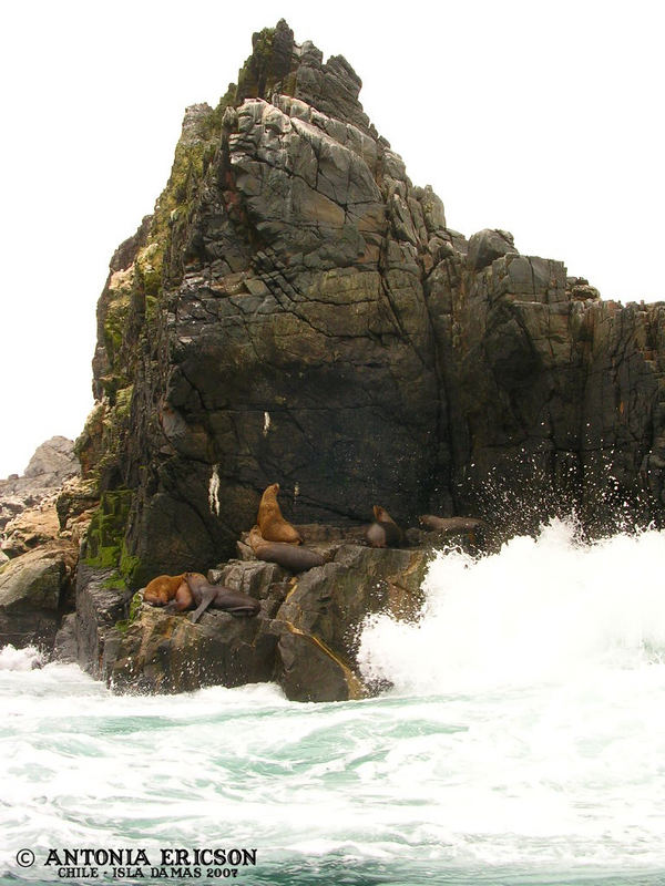 Seals near the Ocean