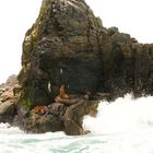 Seals near the Ocean