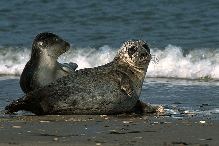 Seals on the shore!