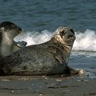 Seals on the shore!