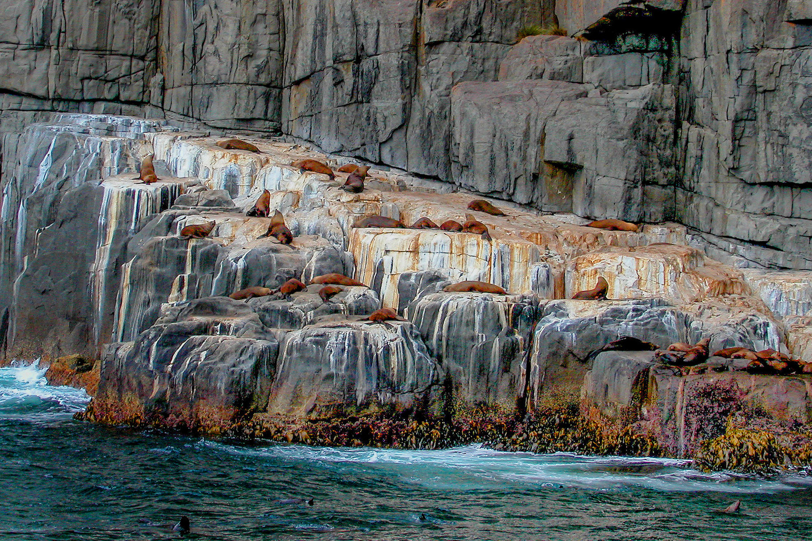 Seals place on Betsey Island 