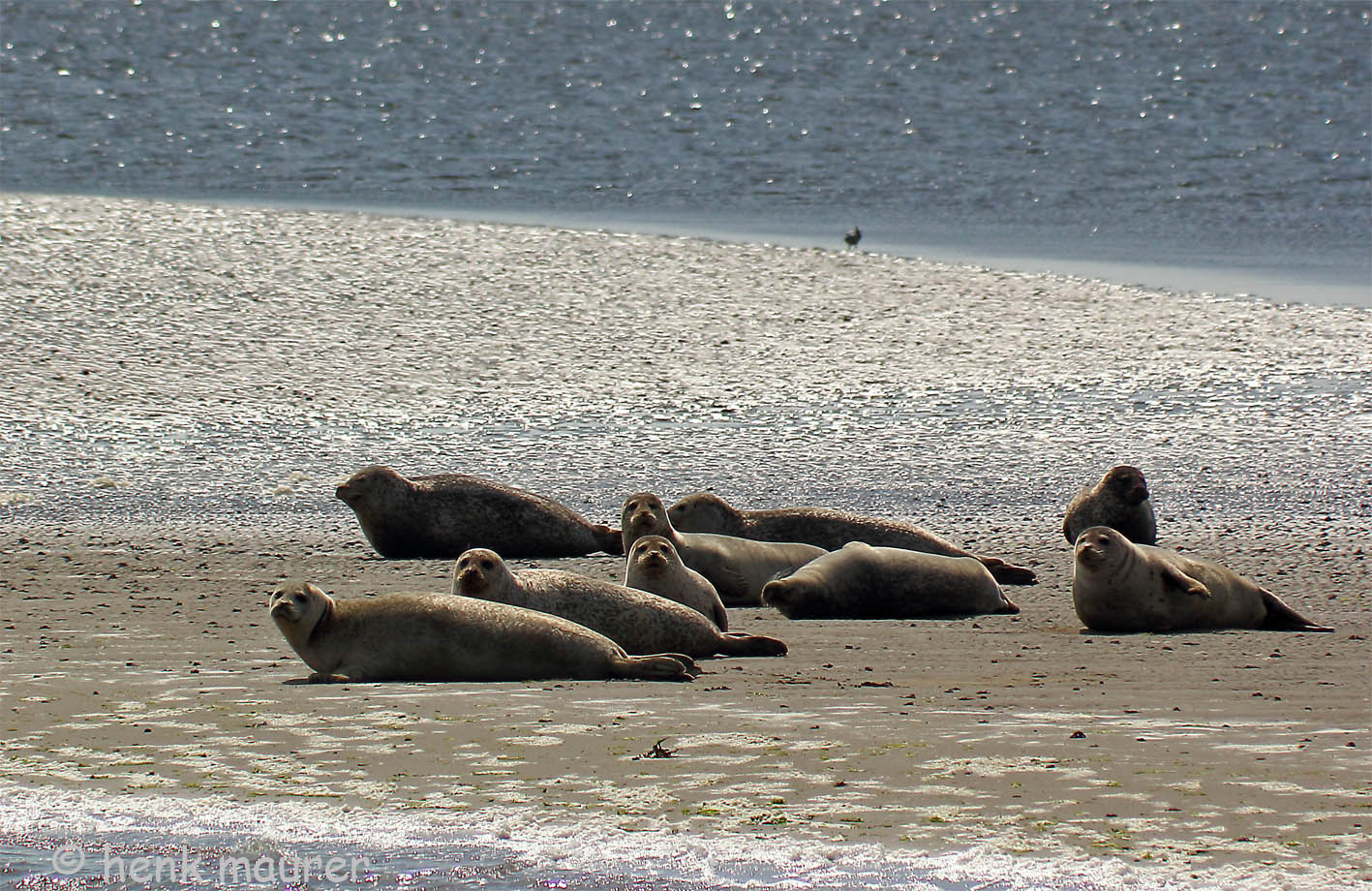 seals resting on the sandbar