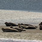 seals resting on the sandbar