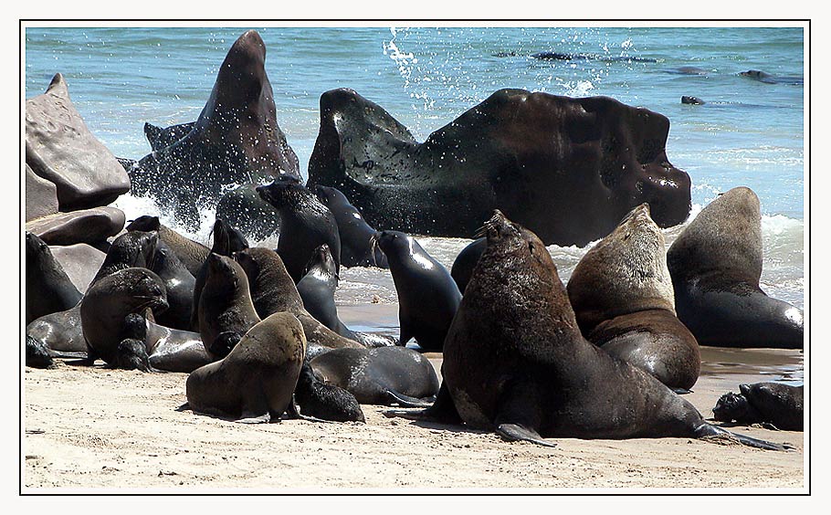 seals......rush hour