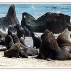 seals......rush hour