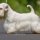 Sealyham Terrier 