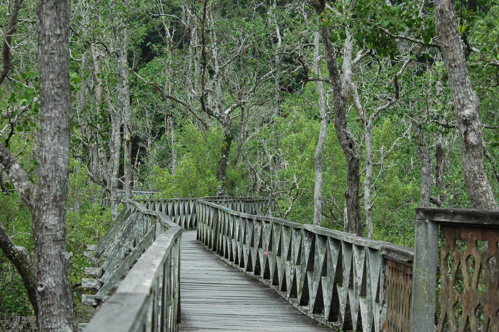 SEAMLESS NATURAL FOOTBRIDGE