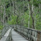 SEAMLESS NATURAL FOOTBRIDGE