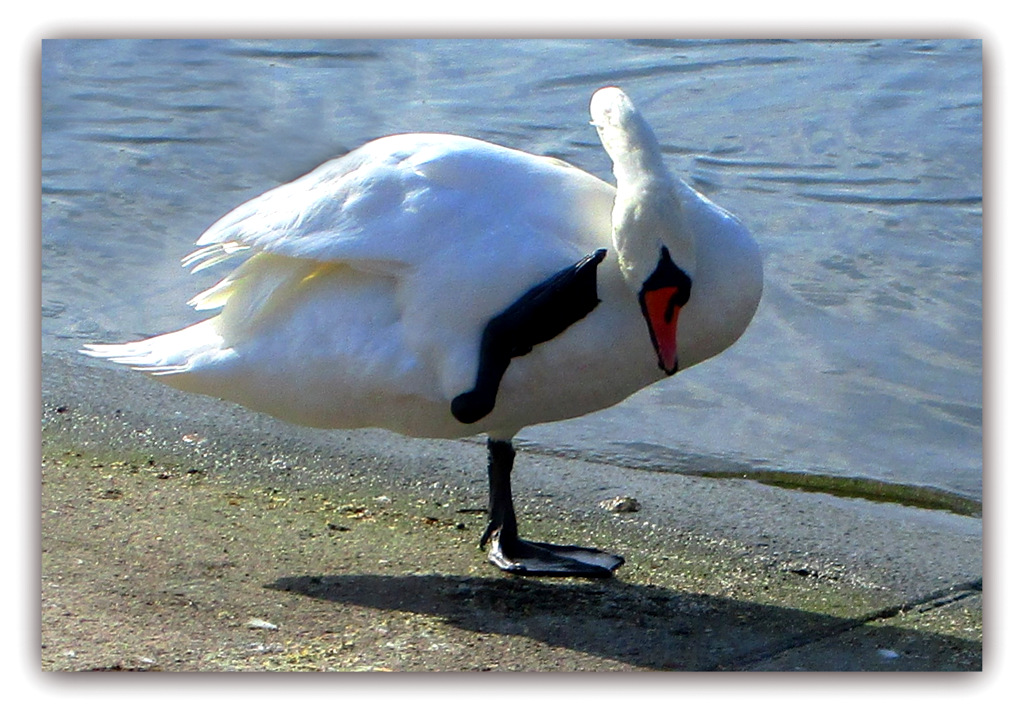 SEANCE  DE YOGA...............