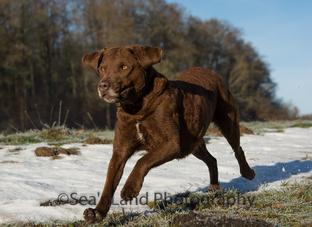 Sea'nLand Chesapeake Bay Retriever