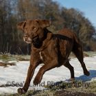 Sea'nLand Chesapeake Bay Retriever