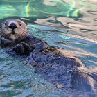 Seaotter