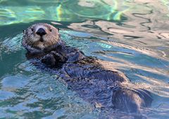 Seaotter