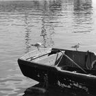 Seaport Seagulls