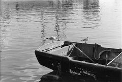 Seaport Seagulls