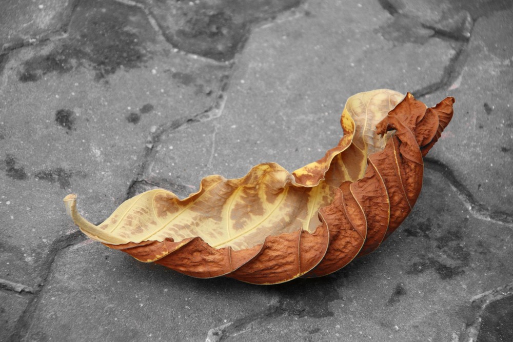 Sear leaf in Saigon