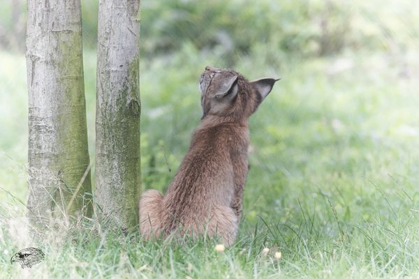 °°°search for°°°