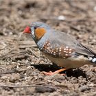 Search for nesting material