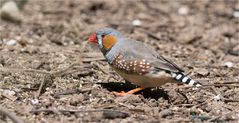 Search for nesting material