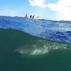 Searching a whaleshark