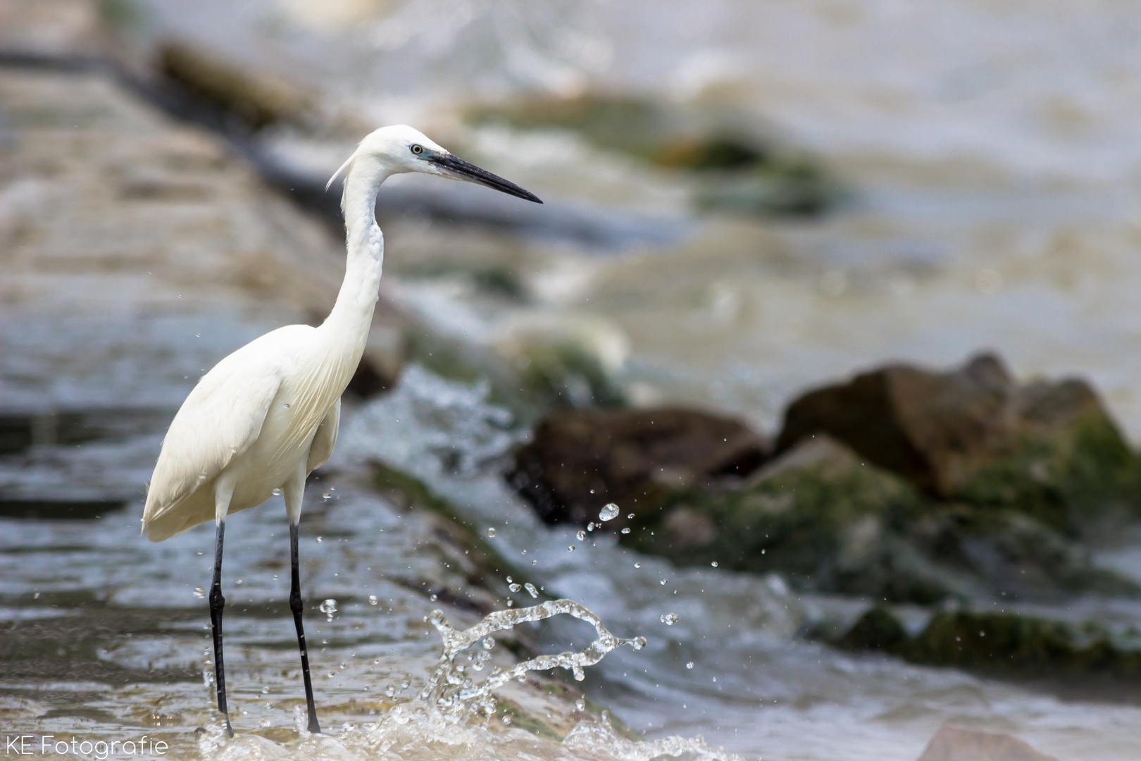 searching for fish