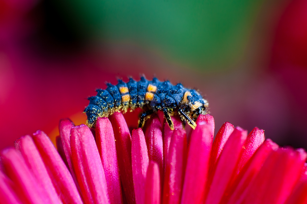 Searching for more pollen