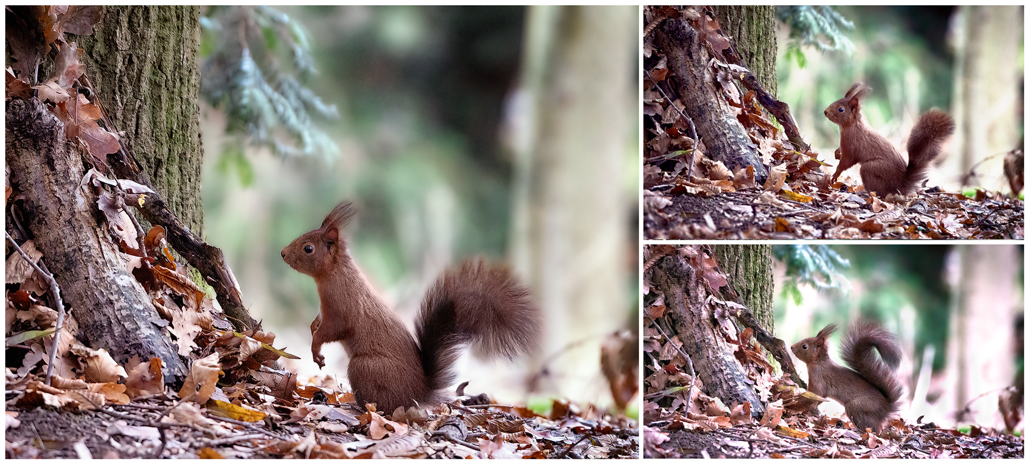 Searching for nuts