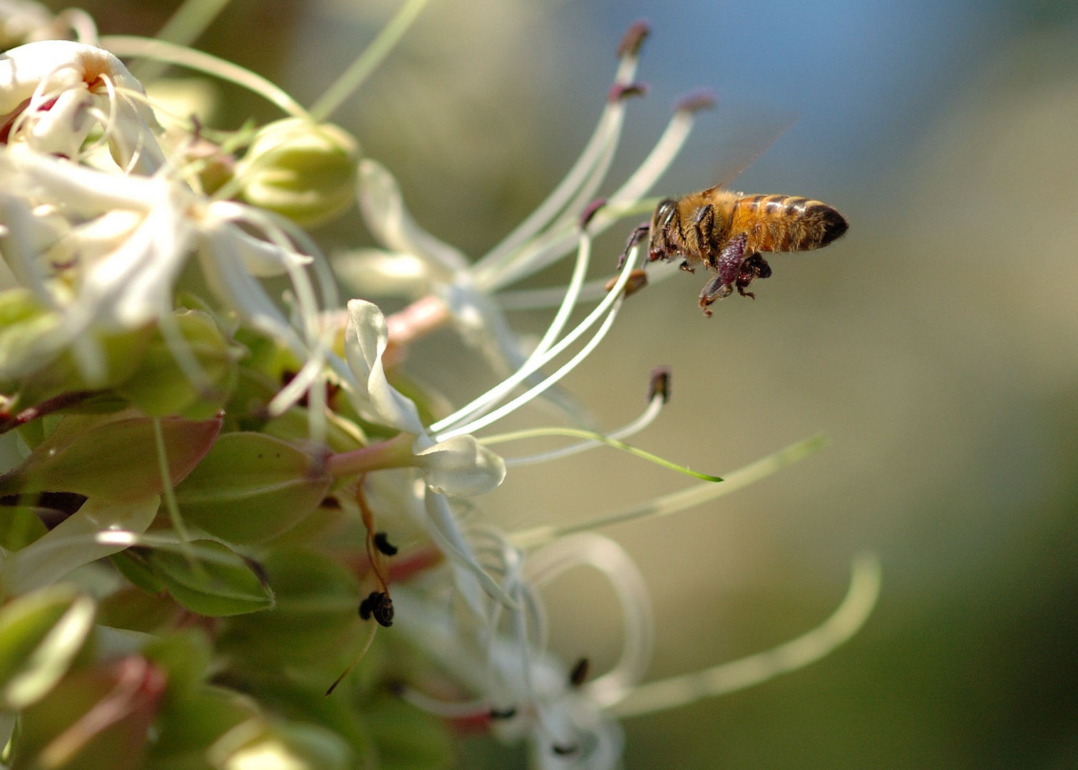 Searching for pollen