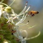 Searching for pollen