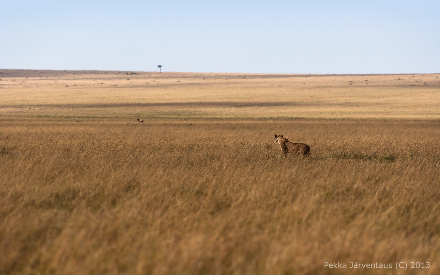 Searching for prey.