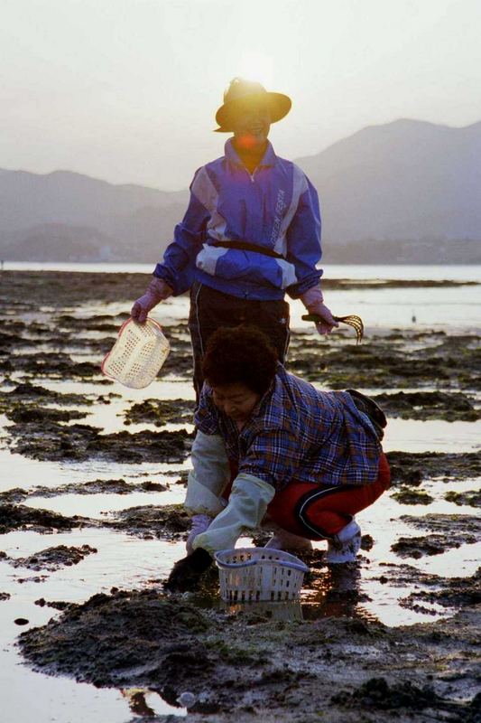 searching for shells