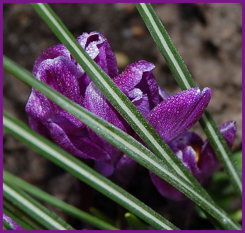 searching for springtime