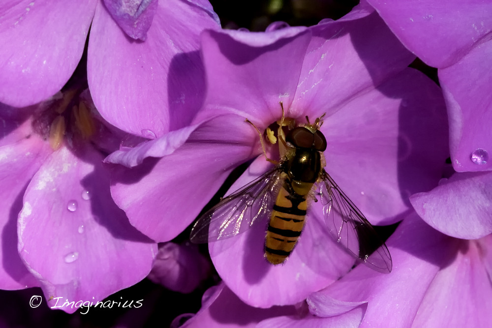 searching honey