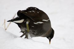 Searching in the snow.