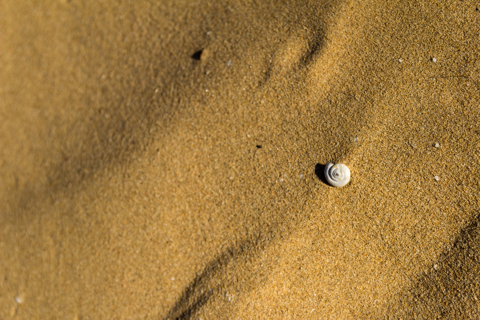 Seashell in the sand