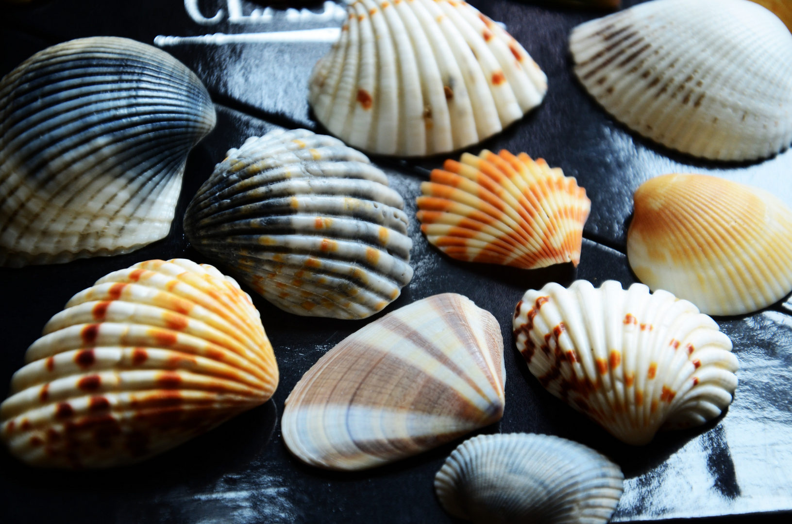 seashells