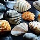 seashells