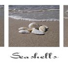 Seashells