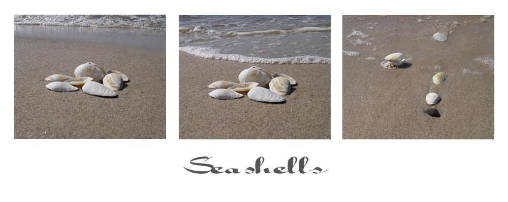 Seashells