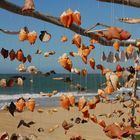 SeaShells with a view