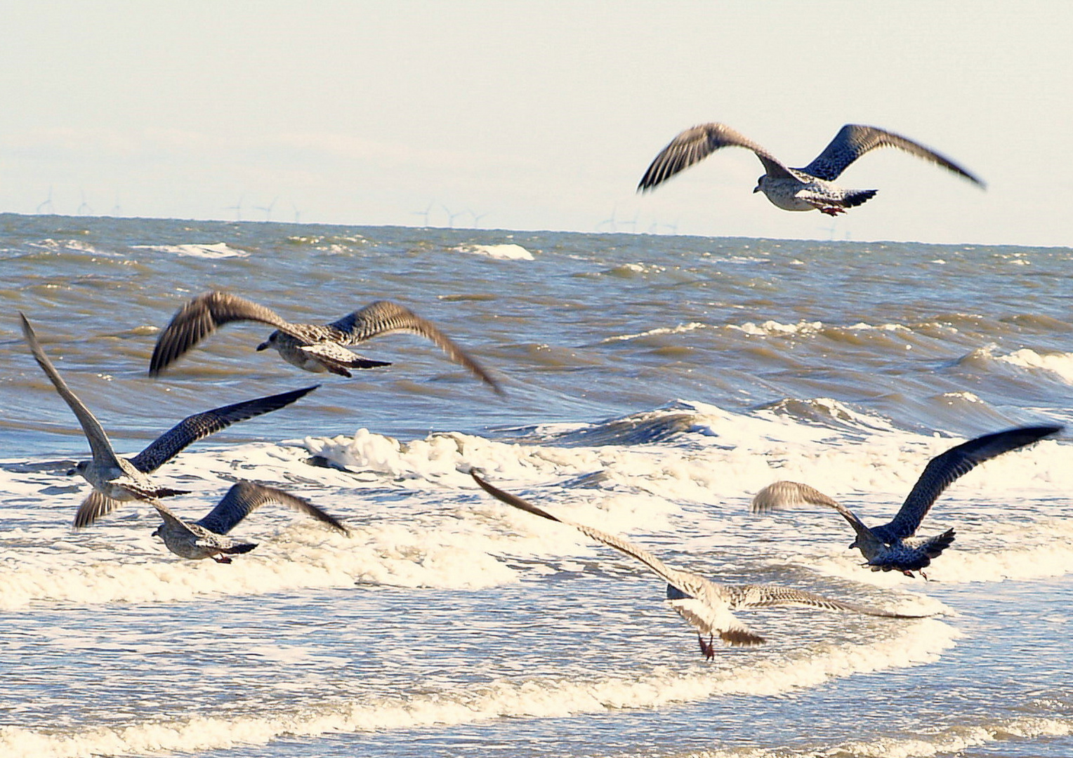 Seaside Shuffle